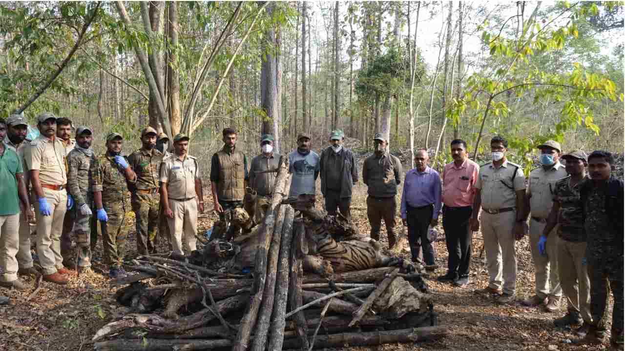ಮೈಸೂರು: ನಾಗರಹೊಳೆಯಲ್ಲಿ ಹುಲಿಯ ಮೃತದೇಹ ಪತ್ತೆ, ಕುಕ್ಕರಹಳ್ಳಿ ಕೆರೆ ಆವರಣದಲ್ಲಿ ಅಗ್ನಿ ಅವಘಡ ಮೈಸೂರು: ನಾಗರಹೊಳೆಯಲ್ಲಿ ಹುಲಿಯ ಮೃತದೇಹ ಪತ್ತೆ, ಕುಕ್ಕರಹಳ್ಳಿ ಕೆರೆ ಆವರಣದಲ್ಲಿ ಅಗ್ನಿ ಅವಘಡ