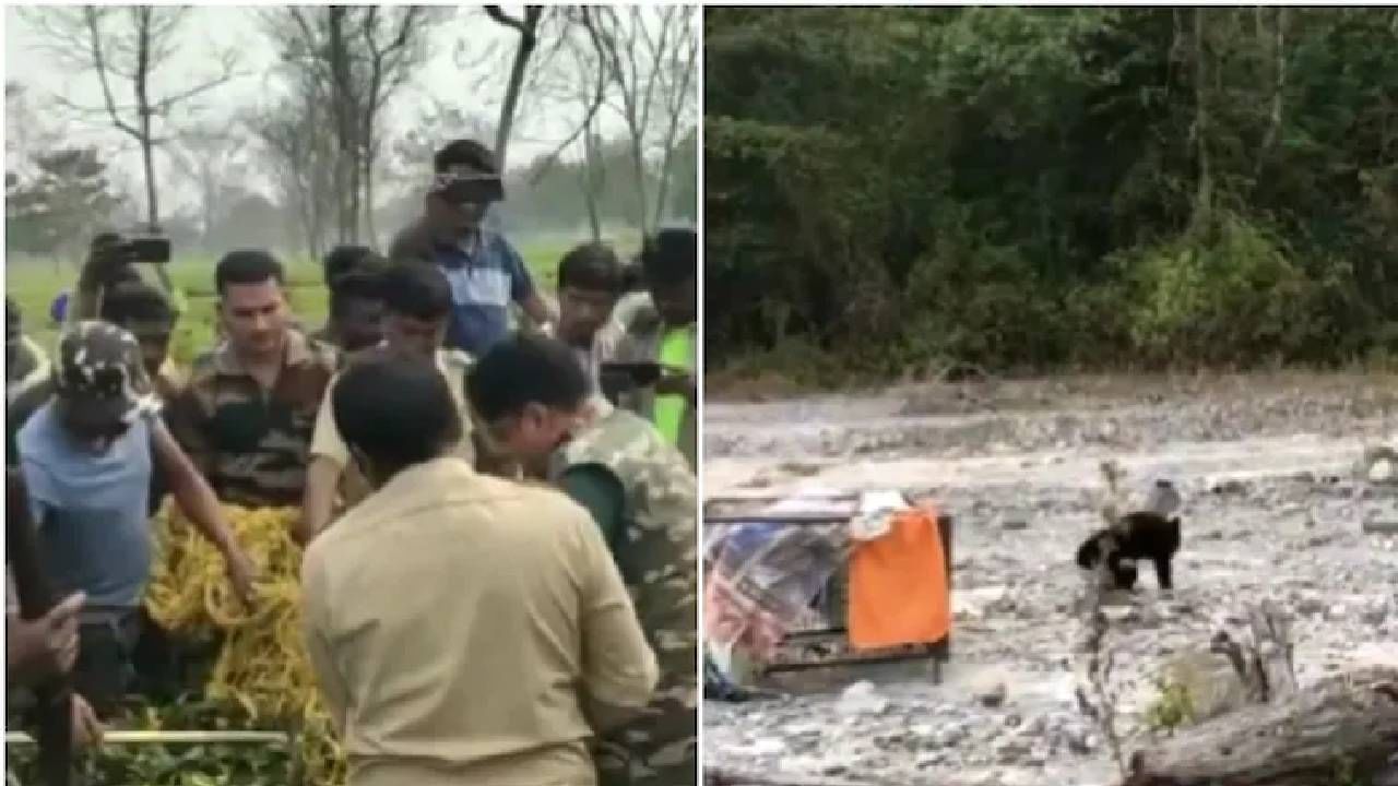 ಹಿಮಾಲಯನ್​ ಕಪ್ಪು ಕರಡಿಯನ್ನು ರಕ್ಷಿಸಿ ಕಾಡಿಗೆ ಬಿಟ್ಟ ಅಧಿಕಾರಿಗಳು: ವಿಡಿಯೋ ವೈರಲ್​