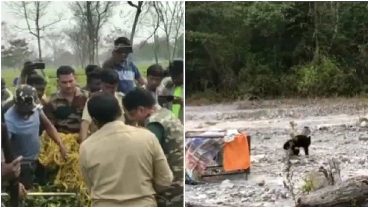 ಹಿಮಾಲಯನ್ ಕಪ್ಪು ಕರಡಿಯನ್ನು ರಕ್ಷಿಸಿ ಕಾಡಿಗೆ ಬಿಟ್ಟ ಅಧಿಕಾರಿಗಳು: ವಿಡಿಯೋ ವೈರಲ್ ಹಿಮಾಲಯನ್ ಕಪ್ಪು ಕರಡಿಯನ್ನು ರಕ್ಷಿಸಿ ಕಾಡಿಗೆ ಬಿಟ್ಟ ಅಧಿಕಾರಿಗಳು: ವಿಡಿಯೋ ವೈರಲ್