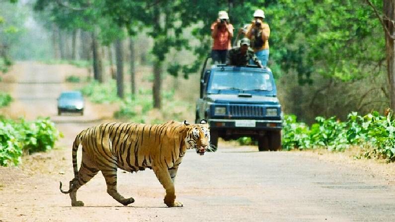 ಕೊಯ್ನಾ ವನ್ಯಜೀವಿ ಅಭಯಾರಣ್ಯ:  ಮಹಾರಾಷ್ಟ್ರದಲ್ಲಿರುವ ಭಾರತದ ಅತ್ಯಂತ ಸುಂದರ ವನ್ಯ ಜೀವಿ ತಾಣಗಳಲ್ಲಿ ಒಂದಾಗಿದೆ. ಇಲ್ಲಿ ಹಾವು, ವಿವಿಧ ರೀತಿಯ ಪಕ್ಷಿಗಳು, ಹುಲಿ ಮುಖ್ಯವಾಗಿ ಕಾಣಸಿಗುತ್ತವೆ. ಹೀಗಾಗಿ ನಿಮ್ಮ ಪ್ರವಾಸ ಕೊಯ್ನಾದೆಡೆಗೆ ಹೋದರೆ ಸುಂದರ ಸ್ಥಳವನ್ನು ನೋಡಿದ ಅನುಭವ ಸಿಗಲಿದೆ. 