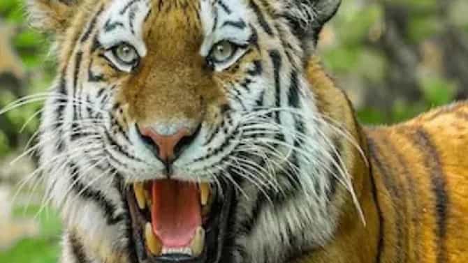 World Wildlife Day: ಇವೇ ನೋಡಿ ಭಾರತದಲ್ಲಿ ಭೇಟಿ ನೀಡಬಹುದಾದ 5 ವನ್ಯಜೀವಿ ಅಭಯಾರಣ್ಯಗಳು