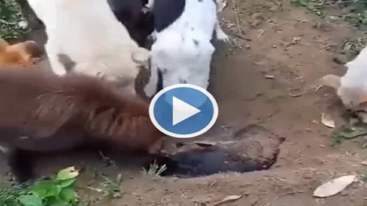 Viral Video: ಸತ್ತ ಗೆಳೆಯನನ್ನು ಹೂಳಲು ತಾವೇ ಬಾಯಿಯಿಂದ ಮಣ್ಣು ತೋಡಿದ ನಾಯಿಗಳು; ಕಣ್ತುಂಬುವ ವಿಡಿಯೋ ಇಲ್ಲಿದೆ Viral Video: ಸತ್ತ ಗೆಳೆಯನನ್ನು ಹೂಳಲು ತಾವೇ ಬಾಯಿಯಿಂದ ಮಣ್ಣು ತೋಡಿದ ನಾಯಿಗಳು; ಕಣ್ತುಂಬುವ ವಿಡಿಯೋ ಇಲ್ಲಿದೆ