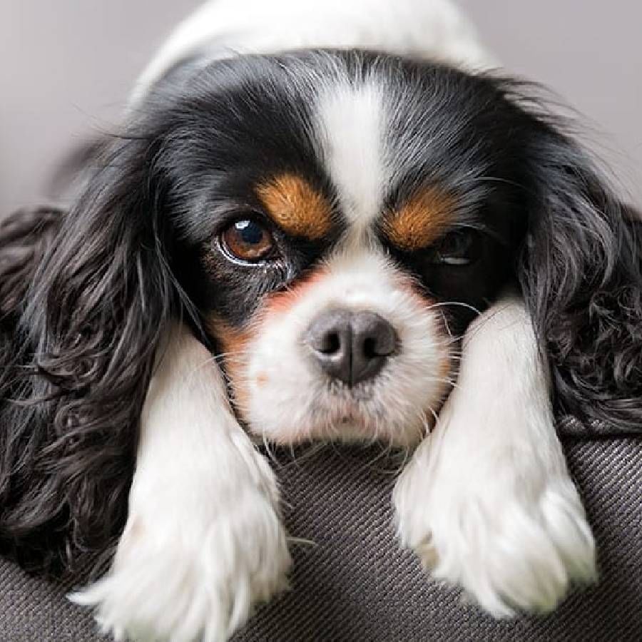 ಕ್ಯಾವಲಿಯರ್ ಕಿಂಗ್ ಚಾರ್ಲ್ಸ್ ಸ್ಪೈನಿಯೆಲ್ ( Cavalier King Charles Spaniel) - ಈ ನಾಯಿಯು ಯುಕೆ ಮೂಲದ್ದಾಗಿದೆ. ಮನುಷ್ಯರ ಸ್ನೇಹವನ್ನು ಹೆಚ್ಚು ಬಯಸುವ ಈ ನಾಯಿ ಅಂದದ ಕಿವಿಗಳನ್ನು ಹೊಂದಿರುತ್ತವೆ. ಈ ನಾಯಿಯ ಬೆಲೆ ಸುಮಾರು 76,425 ರೂ.ಆಗಿದೆ. 