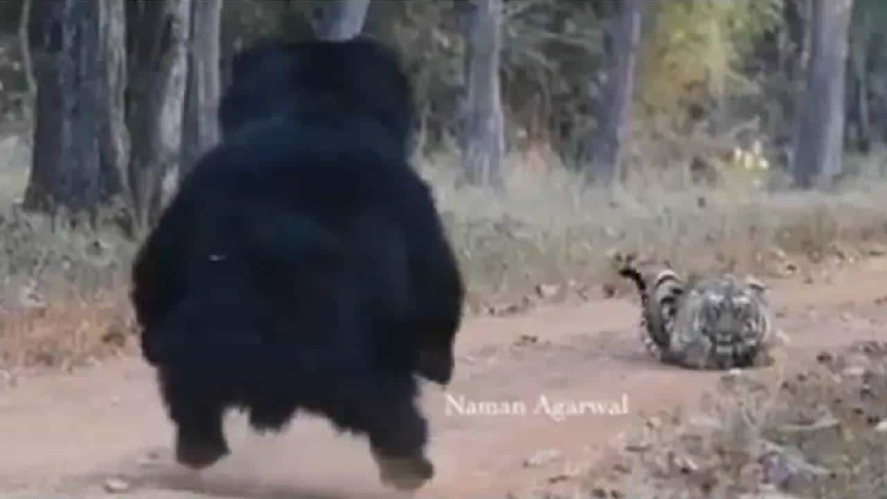 Viral Video: ಅಭಯಾರಣ್ಯದಲ್ಲಿ ಕರಡಿಗೆ ಮುಖಾಮುಖಿಯಾದ ಹುಲಿ: ಮುಂದೇನಾಯ್ತು? Viral Video: ಅಭಯಾರಣ್ಯದಲ್ಲಿ ಕರಡಿಗೆ ಮುಖಾಮುಖಿಯಾದ ಹುಲಿ: ಮುಂದೇನಾಯ್ತು?