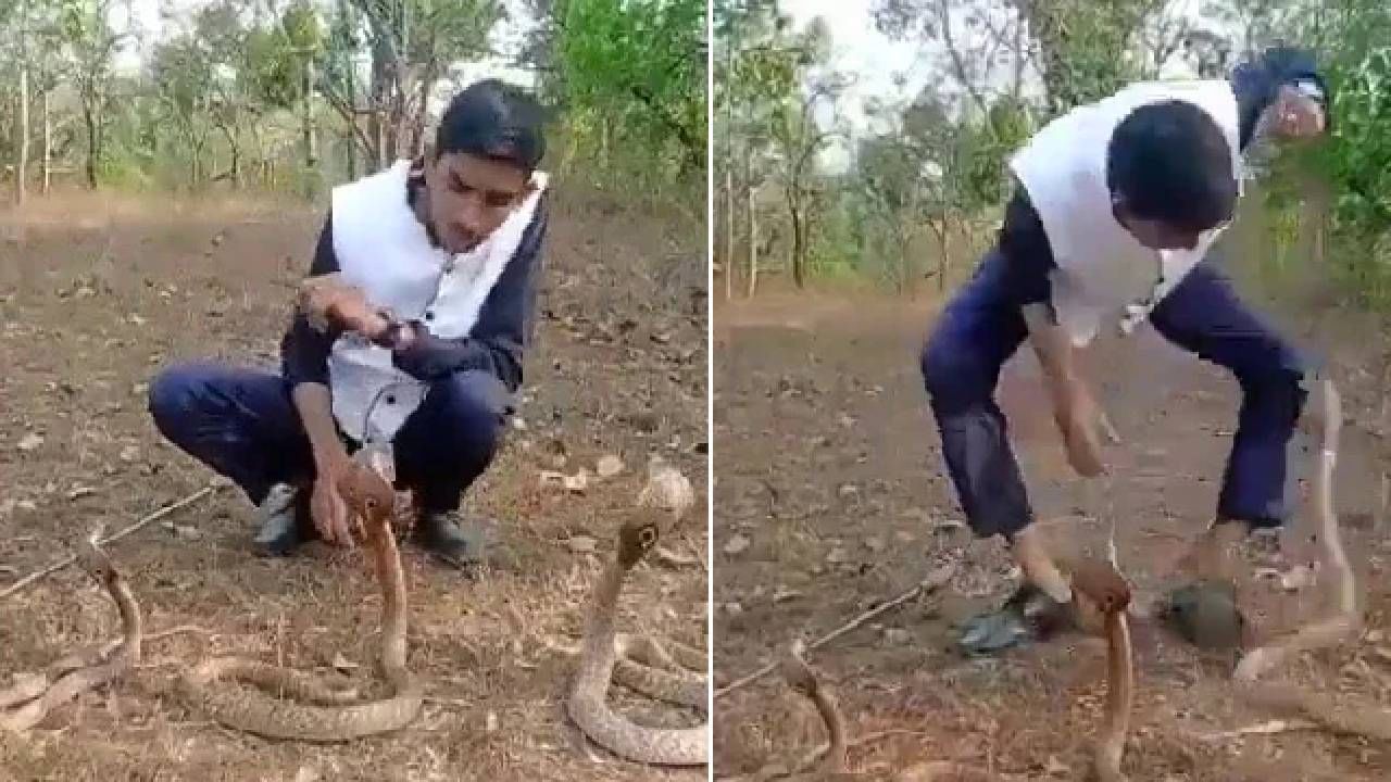 Viral Video: ಮೂರು ನಾಗರ ಹಾವುಗಳೊಂದಿಗೆ ಯುವಕನ ಸಾಹಸ: ಸಿಟ್ಟಿಗೆದ್ದು ಕಚ್ಚಿದ ಹಾವು