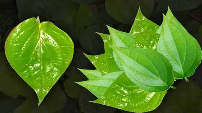 Health Tips: ಶೀತ, ಕೆಮ್ಮಿಗೆ ವೀಳ್ಯದೆಲೆ ಮನೆಮದ್ದು