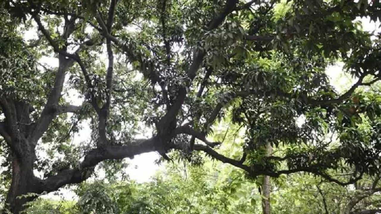 International Day of Forests: ಪರಿಸರದ ರಕ್ಷಣೆಗೆ ಅರಣ್ಯಗಳ ಸುಸ್ಥಿರ ಬಳಕೆ ಅಗತ್ಯ International Day of Forests: ಪರಿಸರದ ರಕ್ಷಣೆಗೆ ಅರಣ್ಯಗಳ ಸುಸ್ಥಿರ ಬಳಕೆ ಅಗತ್ಯ