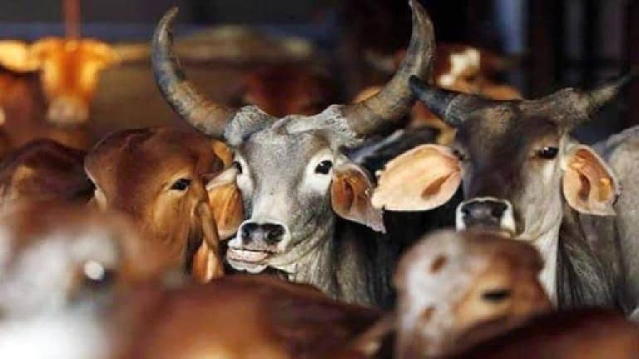 Viral Video: ಗೋಮಾಂಸ ಸಾಗಿಸುತ್ತಿದ್ದ ಆರೋಪ; ವ್ಯಾನ್ ಚಾಲಕನಿಗೆ ಹಿಗ್ಗಾಮುಗ್ಗ ಥಳಿಸಿದ ಗ್ರಾಮಸ್ಥರು Viral Video: ಗೋಮಾಂಸ ಸಾಗಿಸುತ್ತಿದ್ದ ಆರೋಪ; ವ್ಯಾನ್ ಚಾಲಕನಿಗೆ ಹಿಗ್ಗಾಮುಗ್ಗ ಥಳಿಸಿದ ಗ್ರಾಮಸ್ಥರು