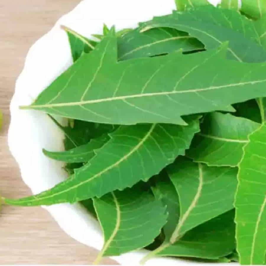 ನಮ್ಮ ಸುತ್ತಮುತ್ತಲಿನ ಪ್ರದೇಶದಲ್ಲಿರುವ ಕಹಿ ಬೇವು ಬಗ್ಗೆ ಯುಗಾದಿಯ ಸಮಯದಲ್ಲಿ ಬೇವು ಬೆಲ್ಲ ಮಾಡುವಾಗ ನೆನಪಿಸಿಕೊಳ್ಳುವುದು ಬಿಟ್ಟರೆ, ಬೇರೆ ಸಂದರ್ಭದಲ್ಲಿ ಬಳಕೆ ಕಡಿಮೆ. ಅನೇಕ ಆರೋಗ್ಯ ಪ್ರಯೋಜನಗಳನ್ನು ಹೊಂದಿರುವ ಕಹಿ ಬೇವಿನ ಬಗ್ಗೆ ಇಲ್ಲಿದೆ ಮಾಹಿತಿ.