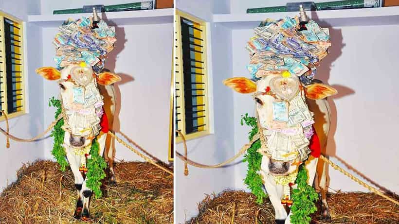ರಾಮನಗರ: ಗೌಡಗೆರೆ ಗ್ರಾಮದ ಚಾಮುಂಡೇಶ್ವರಿ ದೇಗುಲದಲ್ಲಿದ್ದ ಪವಾಡ ಬಸವಪ್ಪ ನಿಧನ