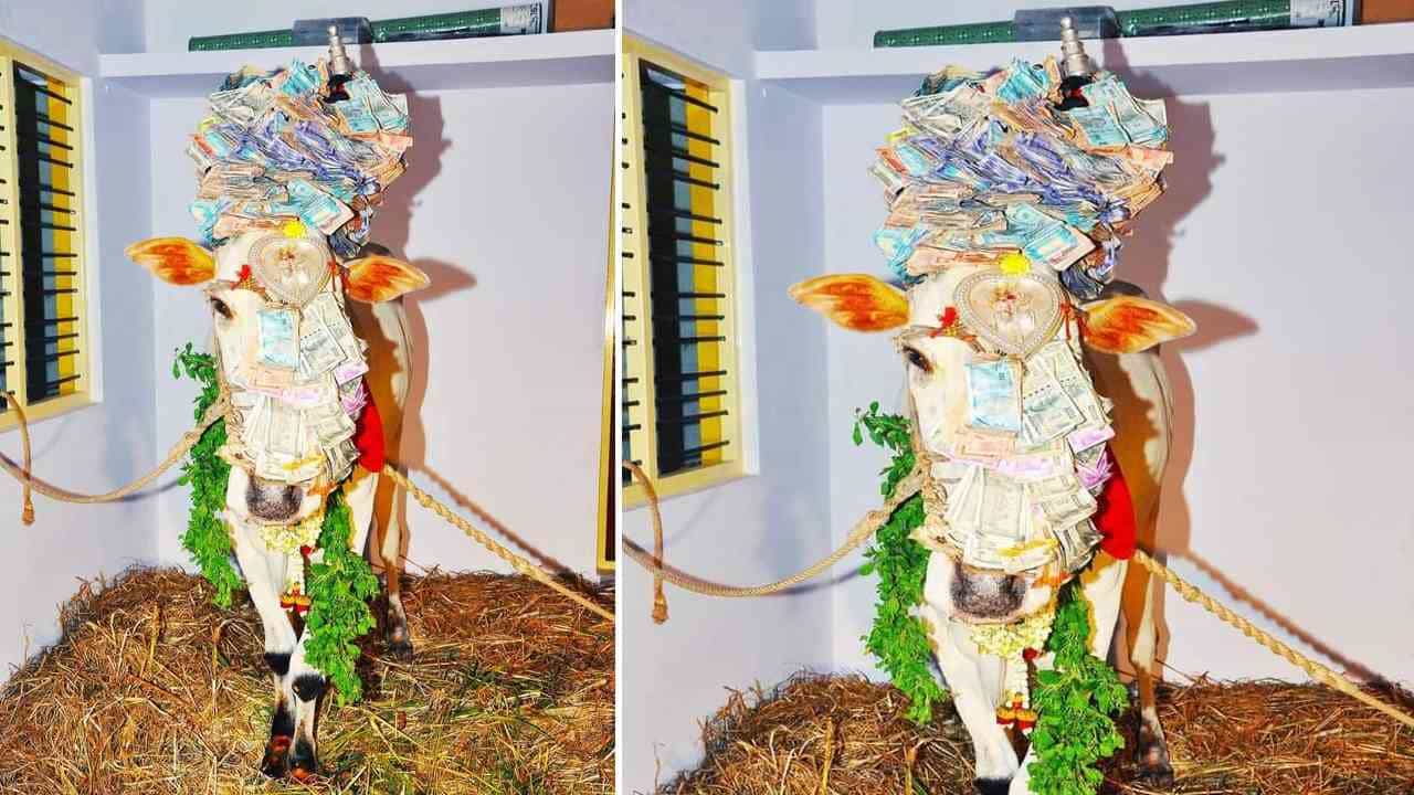 ರಾಮನಗರ: ಗೌಡಗೆರೆ ಗ್ರಾಮದ ಚಾಮುಂಡೇಶ್ವರಿ ದೇಗುಲದಲ್ಲಿದ್ದ ಪವಾಡ ಬಸವಪ್ಪ ನಿಧನ ರಾಮನಗರ: ಗೌಡಗೆರೆ ಗ್ರಾಮದ ಚಾಮುಂಡೇಶ್ವರಿ ದೇಗುಲದಲ್ಲಿದ್ದ ಪವಾಡ ಬಸವಪ್ಪ ನಿಧನ