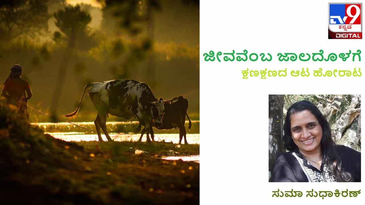 Science and Environment : ಜೀವವೆಂಬ ಜಾಲದೊಳಗೆ: ‘ಕೆಂಪಿ ಮಾಸ ತಿಂದುಬಿಟ್ಟಿರುತ್ತೆ, ಜಾಸ್ತಿ ನಂಜಿಗೆ ಕೊಡಬೇಕು’ Science and Environment : ಜೀವವೆಂಬ ಜಾಲದೊಳಗೆ: ‘ಕೆಂಪಿ ಮಾಸ ತಿಂದುಬಿಟ್ಟಿರುತ್ತೆ, ಜಾಸ್ತಿ ನಂಜಿಗೆ ಕೊಡಬೇಕು’