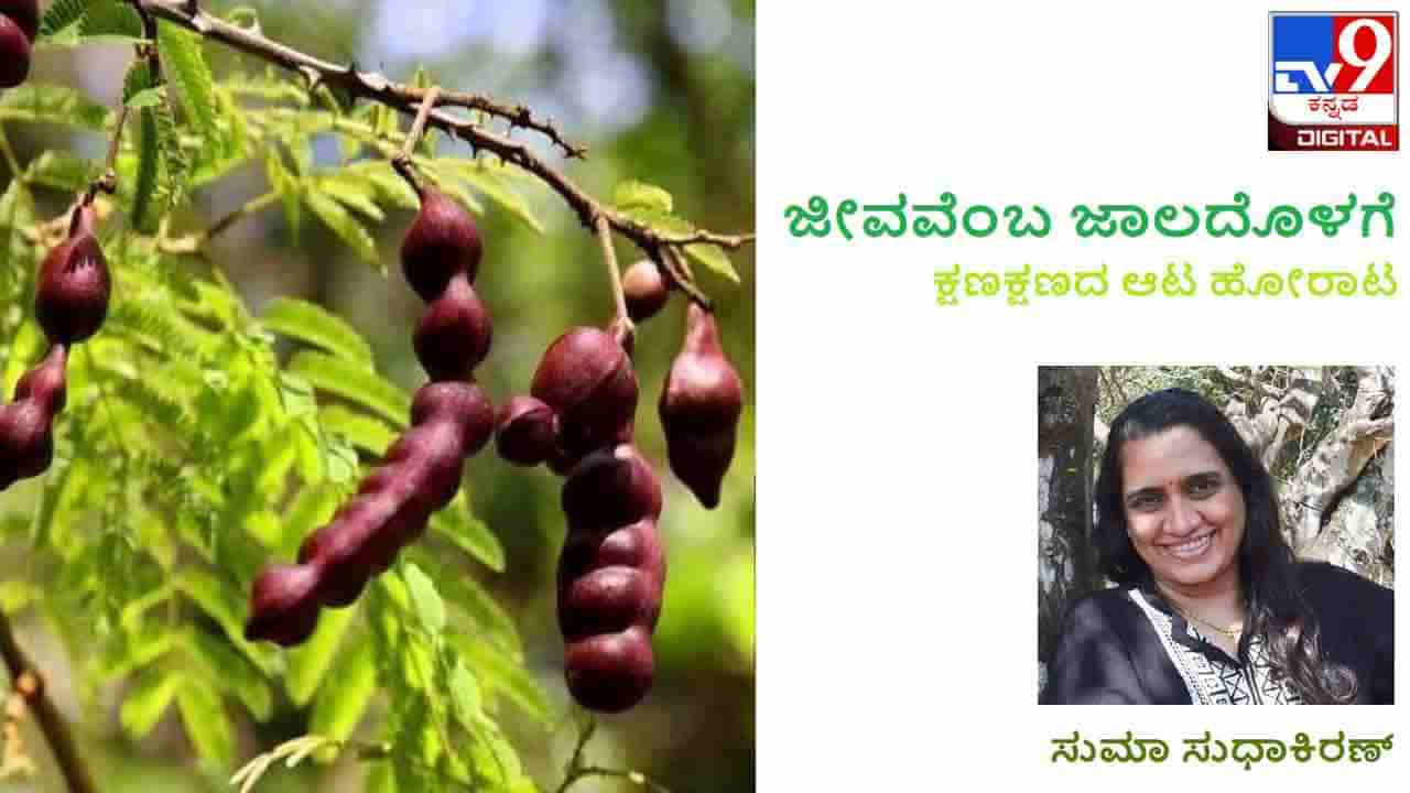 ಜೀವವೆಂಬ ಜಾಲದೊಳಗೆ; ಪ್ರಕೃತಿ ನೀಡಿರುವ ಈ ಶ್ಯಾಂಪೂ ಸೋಪು ಕಂಡೀಷನರು