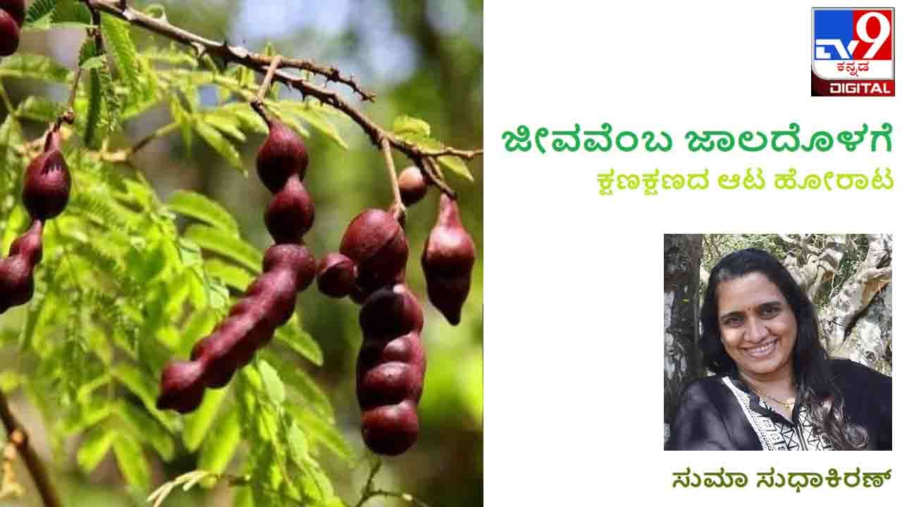 ಜೀವವೆಂಬ ಜಾಲದೊಳಗೆ; ಪ್ರಕೃತಿ ನೀಡಿರುವ ಈ ಶ್ಯಾಂಪೂ ಸೋಪು ಕಂಡೀಷನರು ಜೀವವೆಂಬ ಜಾಲದೊಳಗೆ; ಪ್ರಕೃತಿ ನೀಡಿರುವ ಈ ಶ್ಯಾಂಪೂ ಸೋಪು ಕಂಡೀಷನರು