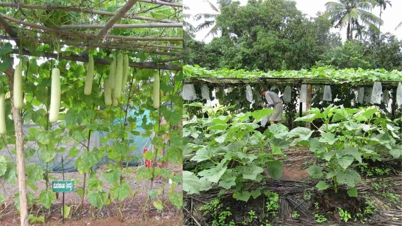 Agriculture : ಊರಿನ ತರಕಾರಿಯ ಹುಡುಕಾಟ : ಹಳ್ಳಿಯಲ್ಲೇ ಮಾರುಕಟ್ಟೆ ಸೃಷ್ಟಿಯಾದರೆ ಬೆಳೆದವರಿಗೆ ಲಾಭ