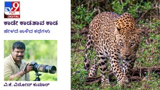 Forest Stories: ಕಾಡೇ ಕಾಡತಾವ ಕಾಡ; ಖಾಲೀ ಗುಡಿಸಲು ಬಿಯರು ಬಾಟಲಿಗಳು