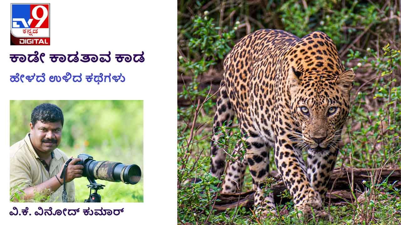 Forest Stories: ಕಾಡೇ ಕಾಡತಾವ ಕಾಡ; ರಾತ್ರಿ ಸಣ್ಣ ಬೆಳಕಿನ ಕಿರಣ ಕಂಡರೂ ಕಳ್ಳರು ಹುಷಾರಾಗಿಬಿಡ್ತಾರೆ