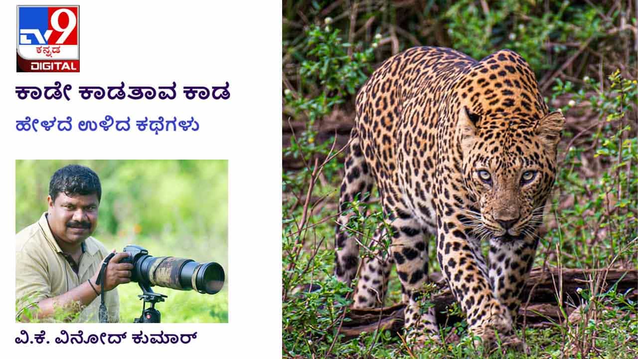 Forest Stories: ಕಾಡೇ ಕಾಡತಾವ ಕಾಡ; ರಾತ್ರಿ ಸಣ್ಣ ಬೆಳಕಿನ ಕಿರಣ ಕಂಡರೂ ಕಳ್ಳರು ಹುಷಾರಾಗಿಬಿಡ್ತಾರೆ Forest Stories: ಕಾಡೇ ಕಾಡತಾವ ಕಾಡ; ರಾತ್ರಿ ಸಣ್ಣ ಬೆಳಕಿನ ಕಿರಣ ಕಂಡರೂ ಕಳ್ಳರು ಹುಷಾರಾಗಿಬಿಡ್ತಾರೆ