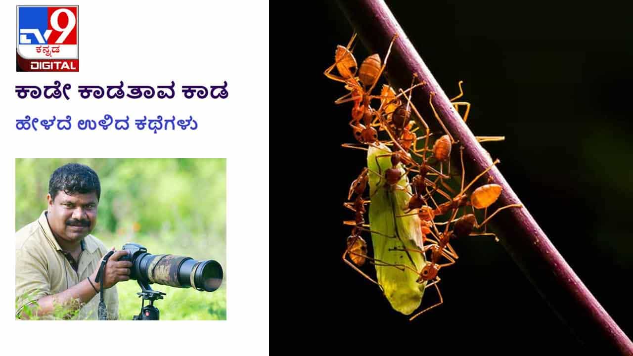 Forest Stories: ಕಾಡೇ ಕಾಡತಾವ ಕಾಡ; ಗಾಂಜಾ ಬೆಳೆದ ತಂಡದ ಸದಸ್ಯನೇ ನಮ್ಮ ಡ್ರೈವರ್ ಆಗಿದ್ದ! Forest Stories: ಕಾಡೇ ಕಾಡತಾವ ಕಾಡ; ಗಾಂಜಾ ಬೆಳೆದ ತಂಡದ ಸದಸ್ಯನೇ ನಮ್ಮ ಡ್ರೈವರ್ ಆಗಿದ್ದ!