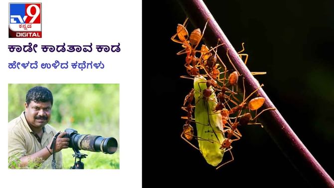 Forest Stories: ಕಾಡೇ ಕಾಡತಾವ ಕಾಡ; ಗಾಂಜಾ ಬೆಳೆದ ತಂಡದ ಸದಸ್ಯನೇ ನಮ್ಮ ಡ್ರೈವರ್ ಆಗಿದ್ದ! Forest Stories: ಕಾಡೇ ಕಾಡತಾವ ಕಾಡ; ಗಾಂಜಾ ಬೆಳೆದ ತಂಡದ ಸದಸ್ಯನೇ ನಮ್ಮ ಡ್ರೈವರ್ ಆಗಿದ್ದ!