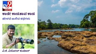 Forest Stories: ಕಾಡೇ ಕಾಡತಾವ ಕಾಡ; ಗಾಂಜಾ ಬೆಳೆದ ತಂಡದ ಸದಸ್ಯನೇ ನಮ್ಮ ಡ್ರೈವರ್ ಆಗಿದ್ದ!