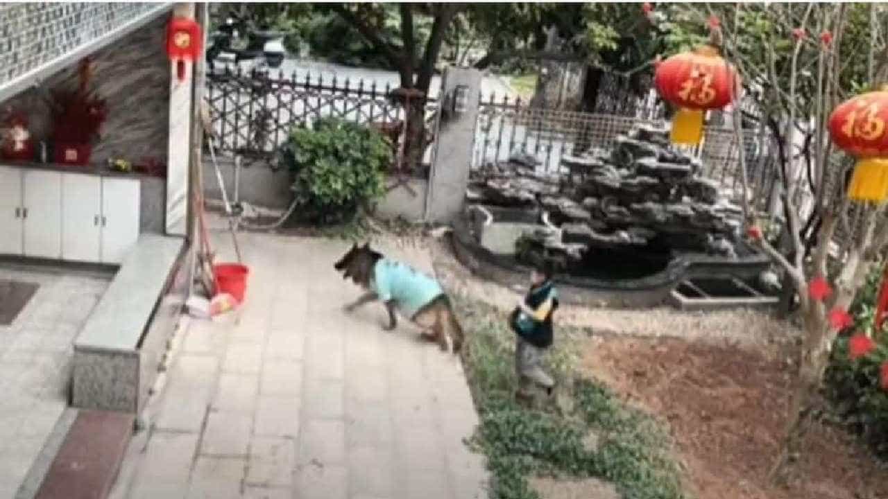 Viral Video: ಕೊಳಕ್ಕೆ ಬೀಳುತ್ತಿದ್ದ ಮಗುವಿನ ಪ್ರಾಣ ಉಳಿಸಿದ ಶ್ವಾನ; ಸಾಕು ನಾಯಿಯ ಜಾಣತನಕ್ಕೆ ನೆಟ್ಟಿಗರು ಫಿದಾ Viral Video: ಕೊಳಕ್ಕೆ ಬೀಳುತ್ತಿದ್ದ ಮಗುವಿನ ಪ್ರಾಣ ಉಳಿಸಿದ ಶ್ವಾನ; ಸಾಕು ನಾಯಿಯ ಜಾಣತನಕ್ಕೆ ನೆಟ್ಟಿಗರು ಫಿದಾ