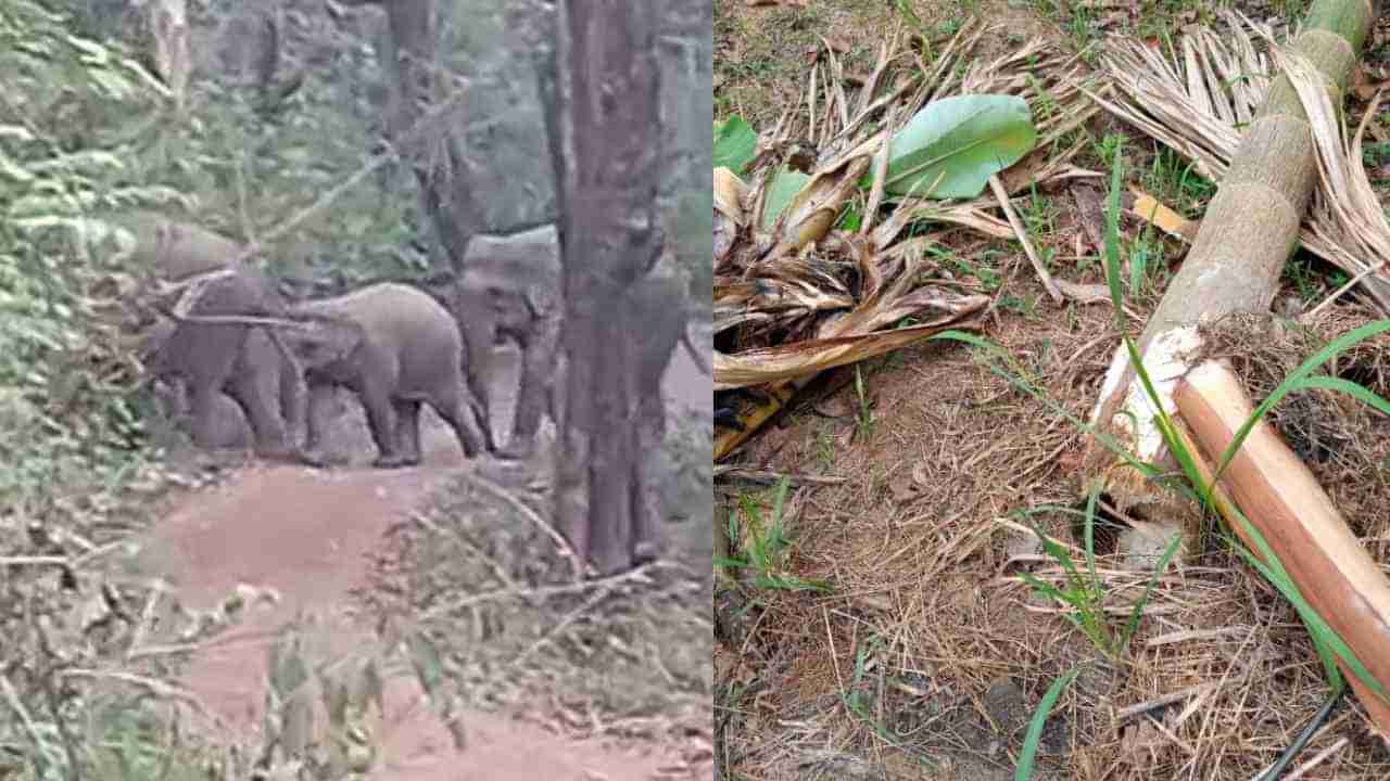 ಉತ್ತರ ಕನ್ನಡ: ಕಾಡಾನೆ ಹಿಂಡು ಪ್ರತ್ಯಕ್ಷ; ತೋಟಕ್ಕೆ ನುಗ್ಗಿ ಅಡಿಕೆ ಗಿಡಗಳಿಗೆ ಹಾನಿ ಮಾಡಿರುವ ಗಜ ಪಡೆ