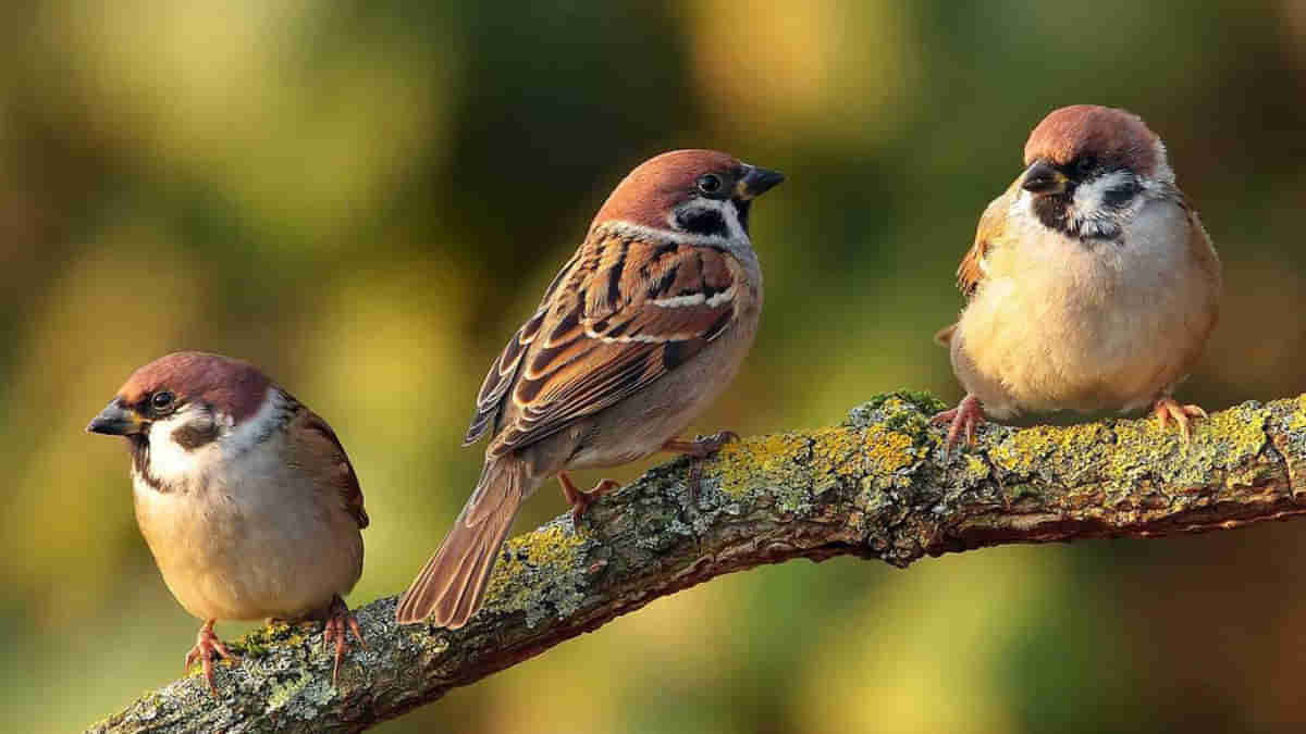 World Sparrow Day 2022 : ಇಂದು ವಿಶ್ವ ಗುಬ್ಬಚ್ಚಿ ದಿನ: ಈ ದಿನವನ್ನು ಹೇಗೆ ಆಚರಿಸುವುದು? ಇಲ್ಲಿದೆ ಮಾಹಿತಿ