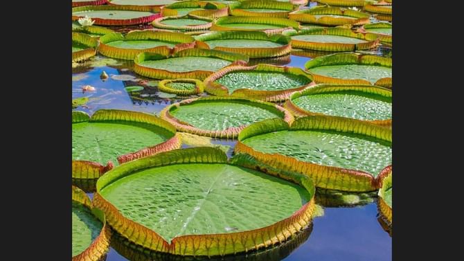 Giant Lilies: ಈ ಸಸ್ಯದ ಎಲೆಯ ಮೇಲೆ 50 ಕೆಜಿ ಭಾರವನ್ನು ಹೇರಿದರೂ ಏನೂ ಆಗುವುದಿಲ್ಲ! Giant Lilies: ಈ ಸಸ್ಯದ ಎಲೆಯ ಮೇಲೆ 50 ಕೆಜಿ ಭಾರವನ್ನು ಹೇರಿದರೂ ಏನೂ ಆಗುವುದಿಲ್ಲ!