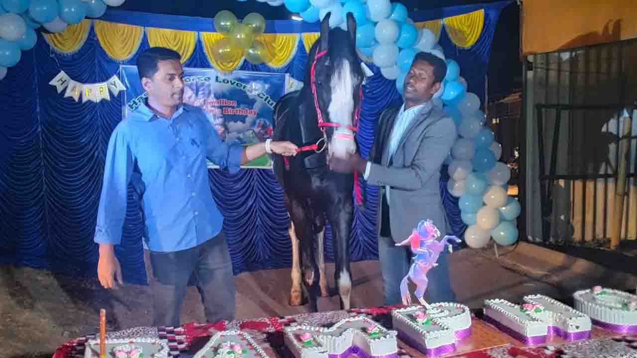 horse birthday 