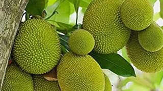 Summer Health Tips: ಬೇಸಿಗೆಯಲ್ಲಿ ದೇಹದ ನಿರ್ಜಲೀಕರಣ ತಡೆಯಲು ಹೀಗೆ ಮಾಡಿ