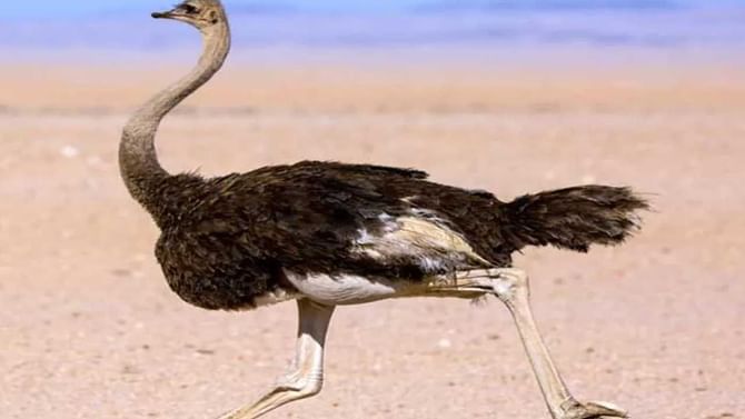 Ostrich Facts: ಜಗತ್ತಿನಲ್ಲಿ ವೇಗವಾಗಿ ಓಡುವ ಪಕ್ಷಿ ಇದು! ಇಲ್ಲಿದೆ ಆಸ್ಟ್ರಿಚ್ ಕುರಿತ ಅಚ್ಚರಿಯ ವಿಚಾರಗಳು Ostrich Facts: ಜಗತ್ತಿನಲ್ಲಿ ವೇಗವಾಗಿ ಓಡುವ ಪಕ್ಷಿ ಇದು! ಇಲ್ಲಿದೆ ಆಸ್ಟ್ರಿಚ್ ಕುರಿತ ಅಚ್ಚರಿಯ ವಿಚಾರಗಳು