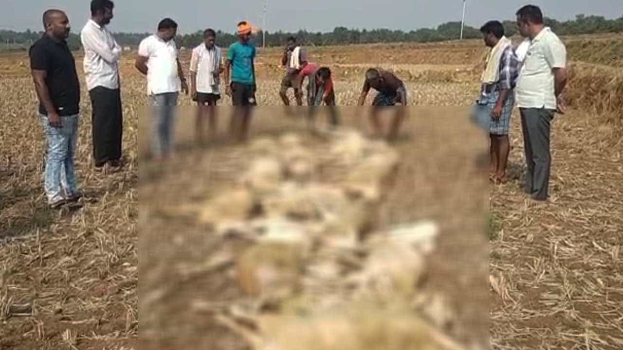 ಮೈಸೂರಿನ ತಿಪ್ಪಯ್ಯನ ಕೆರೆಯಲ್ಲಿ ಮೀನುಗಳು, ಬಾತುಕೋಳಿಗಳ ಸಾವು; ವಿಷಯುಕ್ತ ಮೇವು ಸೇವಿಸಿ 60 ಕುರಿಗಳು ಮೃತ ಮೈಸೂರಿನ ತಿಪ್ಪಯ್ಯನ ಕೆರೆಯಲ್ಲಿ ಮೀನುಗಳು, ಬಾತುಕೋಳಿಗಳ ಸಾವು; ವಿಷಯುಕ್ತ ಮೇವು ಸೇವಿಸಿ 60 ಕುರಿಗಳು ಮೃತ