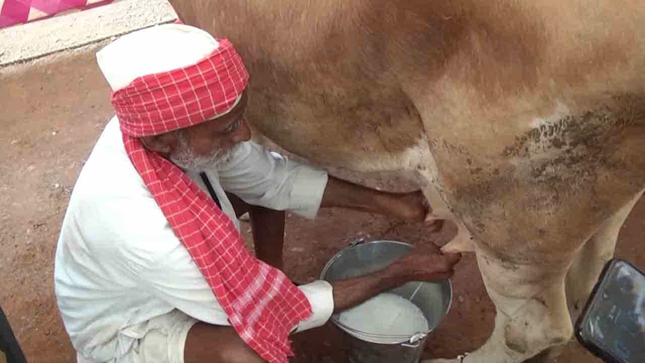 ಹುಬ್ಬಳ್ಳಿಯಲ್ಲಿ ಶ್ರೀ ಸಿದ್ಧಾರೂಢರ ಜಾತ್ರೆ ಸಂಭ್ರಮ; 16 ಲೀಟರ್ ಹಾಲು ಕರೆದು ಬಹುಮಾನ ಗೆದ್ದ ರೈತ ಹುಬ್ಬಳ್ಳಿಯಲ್ಲಿ ಶ್ರೀ ಸಿದ್ಧಾರೂಢರ ಜಾತ್ರೆ ಸಂಭ್ರಮ; 16 ಲೀಟರ್ ಹಾಲು ಕರೆದು ಬಹುಮಾನ ಗೆದ್ದ ರೈತ