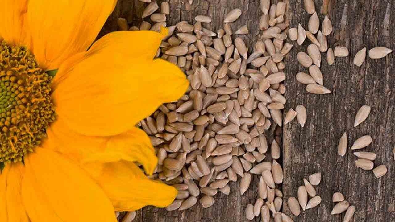 ಸೂರ್ಯಕಾಂತಿ ಬೀಜ ಸೇವಿಸಿದರೆ ಈ ಸಮಸ್ಯೆಗಳಿಂದ ಮುಕ್ತರಾಗಬಹುದು Sunflower seeds