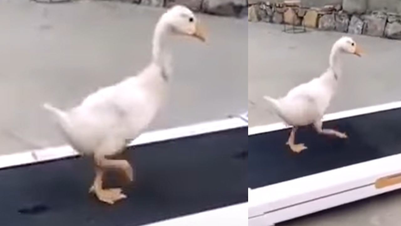 Viral Video: ಟ್ರೆಡ್ಮಿಲ್ ಮೇಲೆ ವಾಕ್ ಮಾಡಿದ ಬಾತುಕೋಳಿ; ಮುದ್ದಾದ ವಿಡಿಯೋ ಕಂಡು ನೆಟ್ಟಿಗರು ಹೇಳಿದ್ದೇನು ಗೊತ್ತಾ?