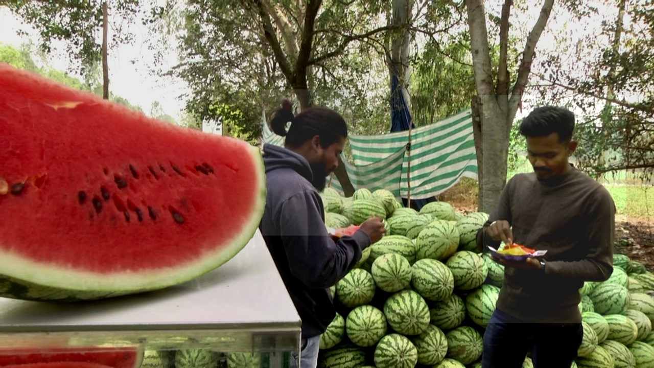 ಬೇಸಿಗೆಯಲ್ಲಿ ಸುಡುವ ಸೂರ್ಯನಿಂದ ಬೆಂದ ಜನರಿಗೆ ಕಲ್ಲಂಗಡಿಯೇ ಪರಿಹಾರ! ಬೆಳೆಗಾರರ ಮುಖದಲ್ಲಿ ಮಂದಹಾಸ