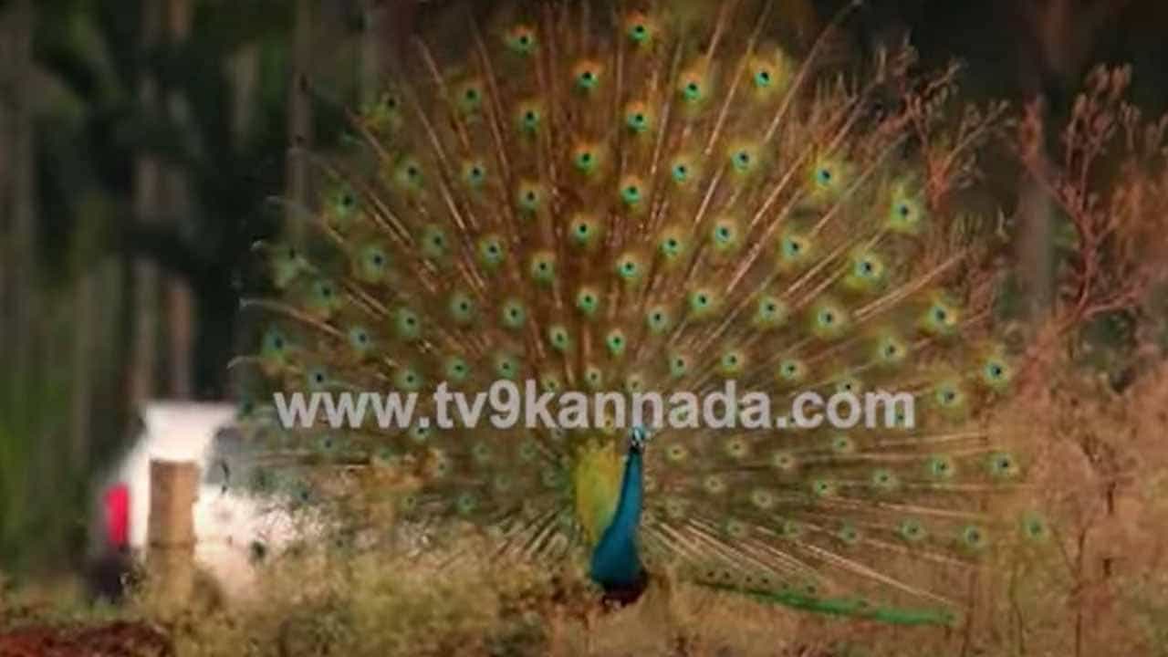 ಚಿಕ್ಕಮಗಳೂರಿನ ಹೊಲದಲ್ಲಿ ಹೆಣ್ಣು ನವಿಲನ್ನು ಅಕರ್ಷಿಸಲು ಕುಣಿಯುತ್ತಿದ್ದ ಗಂಡು ನವಿಲು ಕೆಮೆರಾ ಕಣ್ಣಲ್ಲಿ ಸೆರೆಯಾಯಿತು! ಚಿಕ್ಕಮಗಳೂರಿನ ಹೊಲದಲ್ಲಿ ಹೆಣ್ಣು ನವಿಲನ್ನು ಅಕರ್ಷಿಸಲು ಕುಣಿಯುತ್ತಿದ್ದ ಗಂಡು ನವಿಲು ಕೆಮೆರಾ ಕಣ್ಣಲ್ಲಿ ಸೆರೆಯಾಯಿತು!