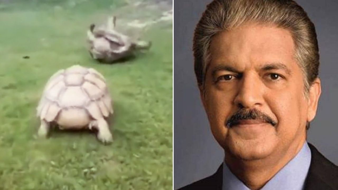 ಜೀವನದಲ್ಲಿ ಸ್ನೇಹಿತರೇಕೆ ಬೇಕು? ಆಮೆಯ ವಿಡಿಯೋ ಮೂಲಕ ಸುಂದರವಾಗಿ ವಿವರಿಸಿದ ಆನಂದ್ ಮಹೀಂದ್ರಾ ಜೀವನದಲ್ಲಿ ಸ್ನೇಹಿತರೇಕೆ ಬೇಕು? ಆಮೆಯ ವಿಡಿಯೋ ಮೂಲಕ ಸುಂದರವಾಗಿ ವಿವರಿಸಿದ ಆನಂದ್ ಮಹೀಂದ್ರಾ