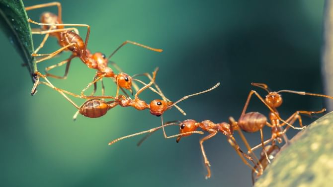Ants: 24 ಗಂಟೆಯೂ ಕ್ರಿಯಾಶೀಲವಾಗಿರುವ ಜೀವಿ; ಇರುವೆಗಳ ಬಗ್ಗೆ ನಿಮಗೆ ತಿಳಿಯದ ಅಚ್ಚರಿಯ ವಿಚಾರಗಳು ಇಲ್ಲಿವೆ Ants: 24 ಗಂಟೆಯೂ ಕ್ರಿಯಾಶೀಲವಾಗಿರುವ ಜೀವಿ; ಇರುವೆಗಳ ಬಗ್ಗೆ ನಿಮಗೆ ತಿಳಿಯದ ಅಚ್ಚರಿಯ ವಿಚಾರಗಳು ಇಲ್ಲಿವೆ
