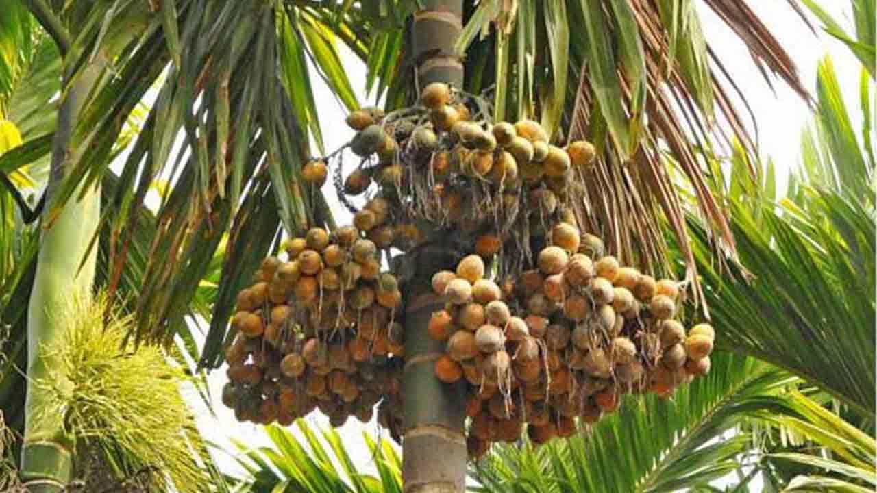 ದಾಖಲೆ ಬೆಲೆಗೆ ಅಡಿಕೆ ತೋಟ ಗುತ್ತಿಗೆ: ಹೊಂಬಾಳೆ ಮೂಡುವ ಮೊದಲೇ ಮುಗಿಬೀಳುತ್ತಿರುವ ಚೇಣಿದಾರರು ದಾಖಲೆ ಬೆಲೆಗೆ ಅಡಿಕೆ ತೋಟ ಗುತ್ತಿಗೆ: ಹೊಂಬಾಳೆ ಮೂಡುವ ಮೊದಲೇ ಮುಗಿಬೀಳುತ್ತಿರುವ ಚೇಣಿದಾರರು