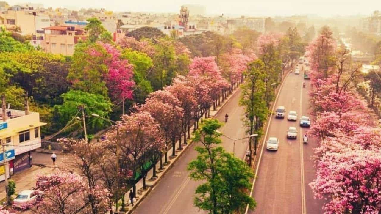 ಹೂವನ್ನೇ ಹೊದ್ದು ನಿಂತ ಮರಗಳು; ರಂಗುರಂಗಾಗಿರುವ ನಮ್ಮ ಬೆಂಗಳೂರಿನ ಅಂದ ನೋಡಲು ಎರಡು ಕಣ್ಣು ಸಾಲದು! ಹೂವನ್ನೇ ಹೊದ್ದು ನಿಂತ ಮರಗಳು; ರಂಗುರಂಗಾಗಿರುವ ನಮ್ಮ ಬೆಂಗಳೂರಿನ ಅಂದ ನೋಡಲು ಎರಡು ಕಣ್ಣು ಸಾಲದು!