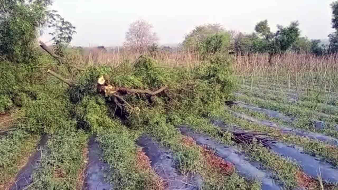 ಬೆಂಗಳೂರಿನಲ್ಲಿ ಮಳೆ: ಧರೆಗುರುಳಿದ ಮರ, ವಿದ್ಯುತ್ ಸಂಪರ್ಕ ಕಡಿತ