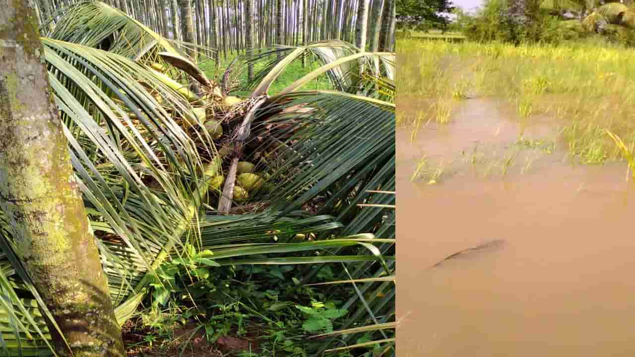 ದಾವಣಗೆರೆಯಲ್ಲಿ ಸುರಿದ ಮಳೆಗೆ ನೆಲ ಕಚ್ಚಿದ ಅಡಿಕೆ ಮರಗಳು, ಹರನಗಳ್ಳಿ-ಕೆಂಗಾಪುರ ಸೇರಿದಂತೆ ಹತ್ತಕ್ಕೂ ಹೆಚ್ಚು ಗ್ರಾಮಗಳ ರಸ್ತೆ ಸಂಚಾರ ಸ್ಥಗಿತ