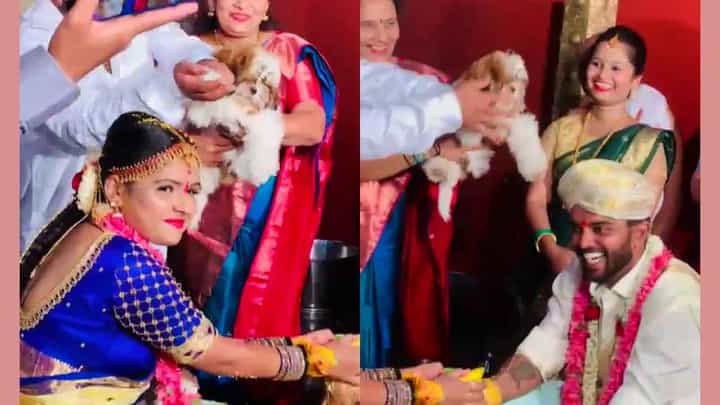ನವ ದಂಪತಿಗೆ ಧಾರೆ ಎರೆದು, ಅಕ್ಷತೆ ಹಾಕಿದ ಸಾಕು ನಾಯಿ; ವೈರಲ್ ವಿಡಿಯೋ ಇಲ್ಲಿದೆ ನವ ದಂಪತಿಗೆ ಧಾರೆ ಎರೆದು, ಅಕ್ಷತೆ ಹಾಕಿದ ಸಾಕು ನಾಯಿ; ವೈರಲ್ ವಿಡಿಯೋ ಇಲ್ಲಿದೆ