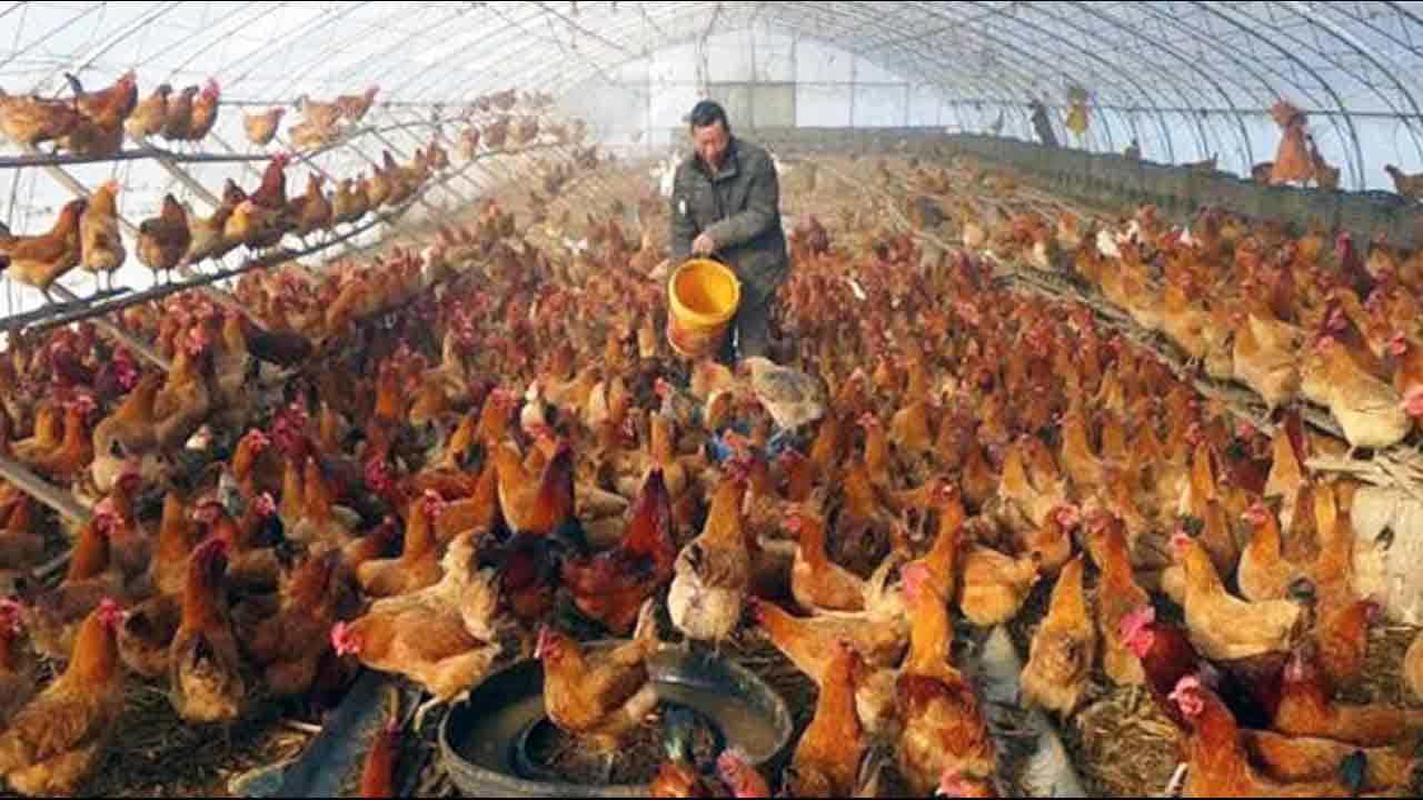 H3N8 Bird Flu: ಚೀನಾದ ಬಾಲಕನಿಗೆ H3N8 ಹಕ್ಕಿಜ್ವರ; ಇಷ್ಟು ದಿನ ಕುದುರೆ, ನಾಯಿಗಳಲ್ಲಿ ಮಾತ್ರ ಕಾಣಿಸಿಕೊಳ್ಳುತ್ತಿದ್ದ ಕಾಯಿಲೆ ಇದು H3N8 Bird Flu: ಚೀನಾದ ಬಾಲಕನಿಗೆ H3N8 ಹಕ್ಕಿಜ್ವರ; ಇಷ್ಟು ದಿನ ಕುದುರೆ, ನಾಯಿಗಳಲ್ಲಿ ಮಾತ್ರ ಕಾಣಿಸಿಕೊಳ್ಳುತ್ತಿದ್ದ ಕಾಯಿಲೆ ಇದು