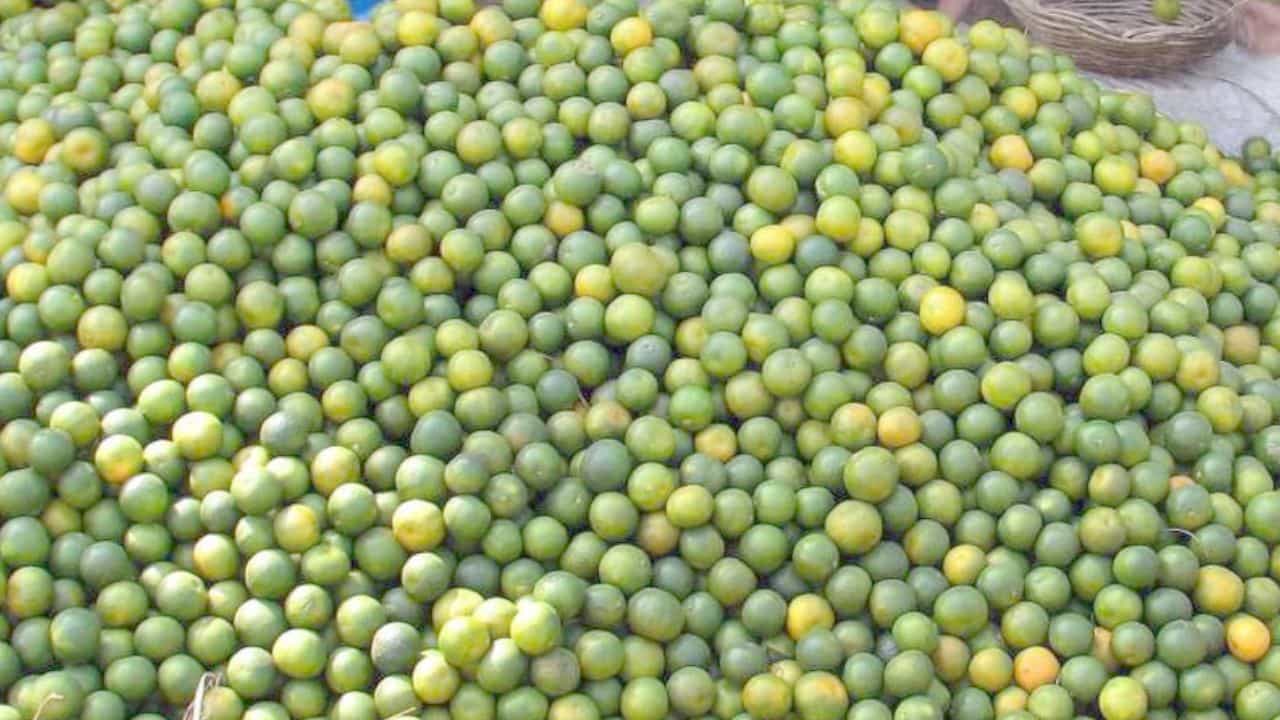 ಲಿಂಬೆ ಹಣ್ಣಿನ ಬೆಲೆ ಭರ್ಜರಿ ಏರಿಕೆ; ಉತ್ತರ ಪ್ರದೇಶದಲ್ಲಿ ಹೆಚ್ಚುತ್ತಿದೆ ಲಿಂಬು ಕಳ್ಳತನದ ಪ್ರಕರಣಗಳು ಲಿಂಬೆ ಹಣ್ಣಿನ ಬೆಲೆ ಭರ್ಜರಿ ಏರಿಕೆ; ಉತ್ತರ ಪ್ರದೇಶದಲ್ಲಿ ಹೆಚ್ಚುತ್ತಿದೆ ಲಿಂಬು ಕಳ್ಳತನದ ಪ್ರಕರಣಗಳು