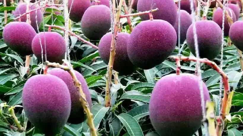 ವಿಶ್ವದ ಅತ್ಯಂತ ದುಬಾರಿ ಮಾವು ಯಾವುದು ಗೊತ್ತಾ? ಕೆಜಿಗೆ ಲಕ್ಷಕ್ಕೂ ಹೆಚ್ಚು ಬೆಲೆ ಇರುವ ಈ ತಳಿ ಭಾರತದಲ್ಲೂ ಇದೆ !