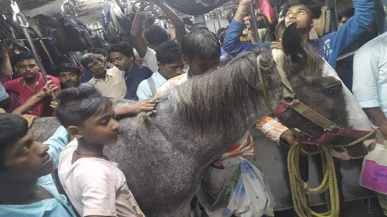 Viral Video: ಲೋಕಲ್ ರೈಲಿನಲ್ಲಿ ಜನರೊಂದಿಗೆ ಕುದುರೆ ಪ್ರಯಾಣಿಸುತ್ತಿರುವ ವಿಡಿಯೋ ವೈರಲ್ Viral Video: ಲೋಕಲ್ ರೈಲಿನಲ್ಲಿ ಜನರೊಂದಿಗೆ ಕುದುರೆ ಪ್ರಯಾಣಿಸುತ್ತಿರುವ ವಿಡಿಯೋ ವೈರಲ್