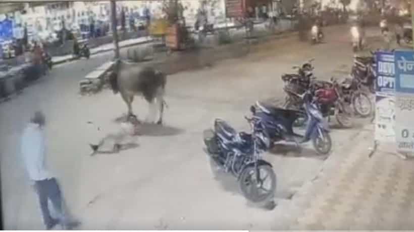 Video: ಕರ್ತವ್ಯದಲ್ಲಿದ್ದ ಪೊಲೀಸ್ಗೆ ಹಿಂದಿನಿಂದ ಬಂದು ಗುದ್ದಿದ ಗೂಳಿ; ಹಾರಿಬಿದ್ದು ಗಾಯಗೊಂಡ ಕಾನ್ಸ್ಟೆಬಲ್
